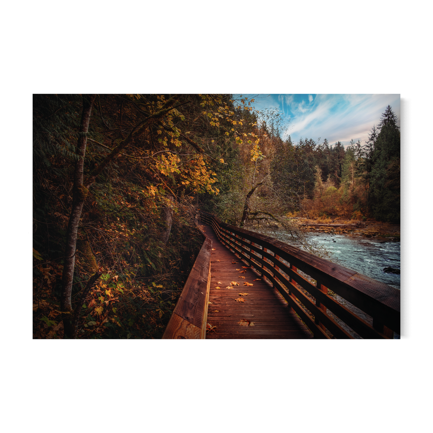 Autumn Forest Boardwalk Pacific Northwest displayed in a contemporary room interior
