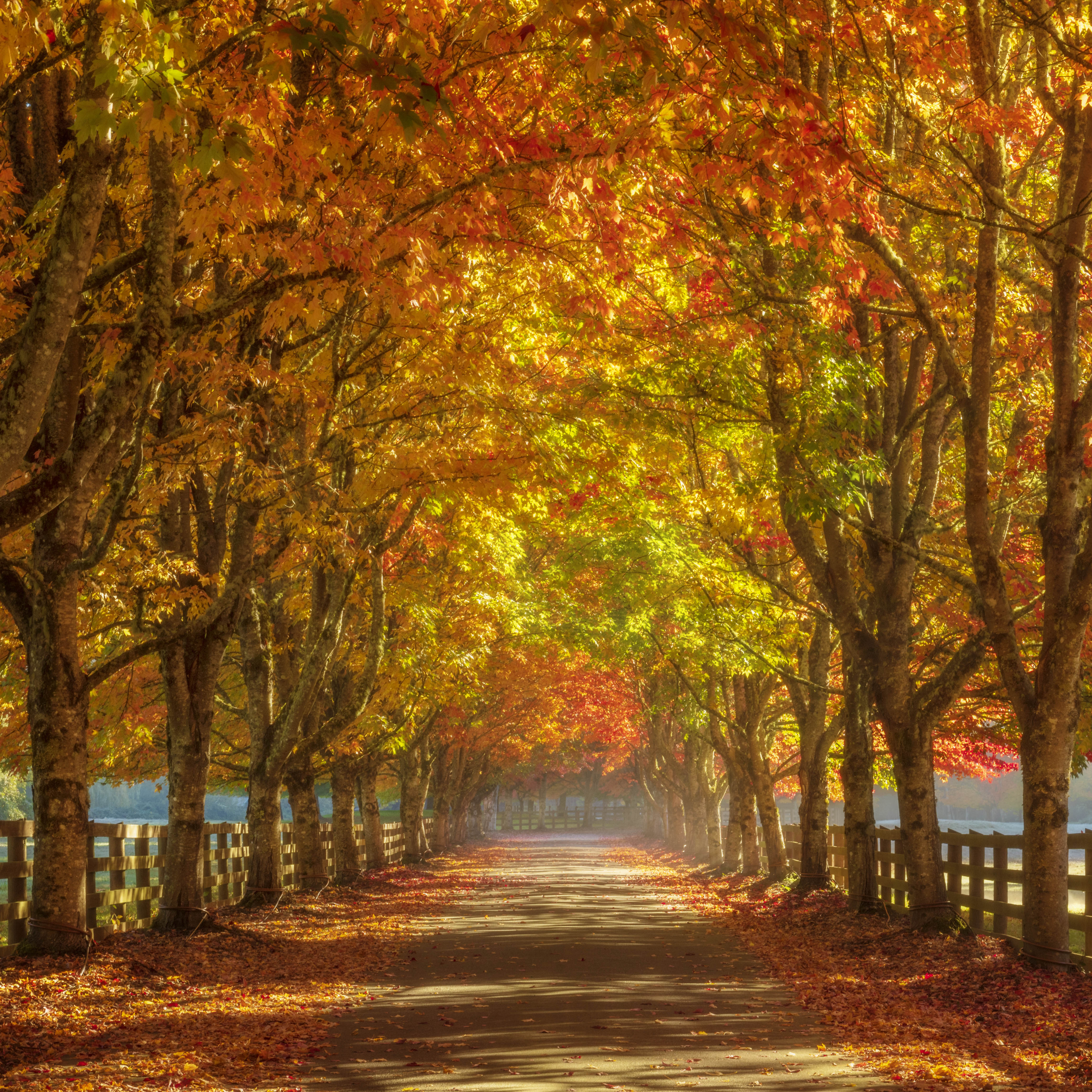 Autumn Road Digital Art for Samsung Frame TV | Vibrant Fall