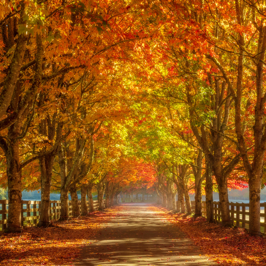 Chris Fabregas Fine Art Photography Digital Download Autumn Road Digital Art for Samsung Frame TV | Vibrant Fall Wall Art Wall Art print High-quality fine art photography print 