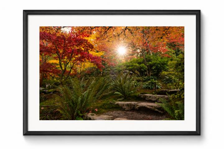Seattle Japanese Garden Autumn Sunburst Fine Art Print Metal, Canvas, Paper, Acrylic Chris Fabregas Photography Wall Art print High-quality fine art photography print 