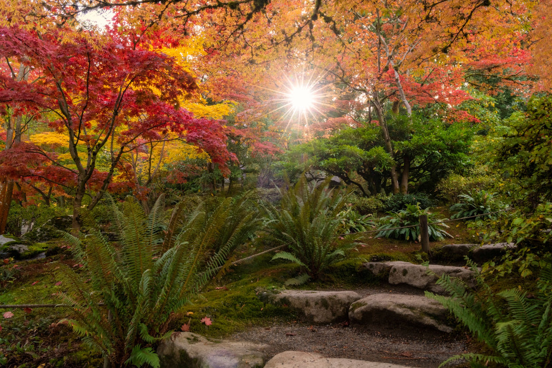 Seattle Japanese Garden Autumn Sunburst Fine Art Print Metal, Canvas, Paper, Acrylic Chris Fabregas Photography Wall Art print High-quality fine art photography print 