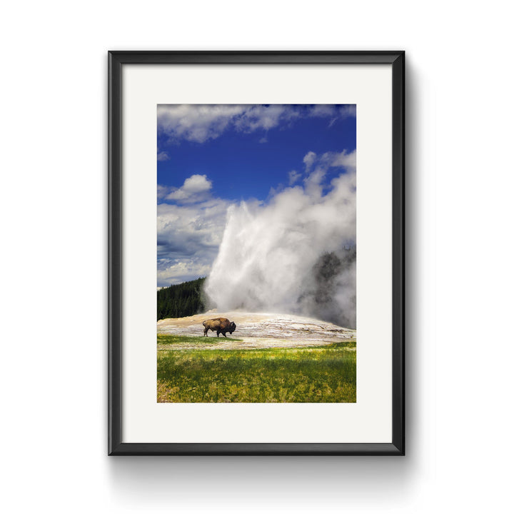 Chris Fabregas Photography Metal, Canvas, Paper YELLOWSTONE OLD FAITHFUL Bison Wall Art print