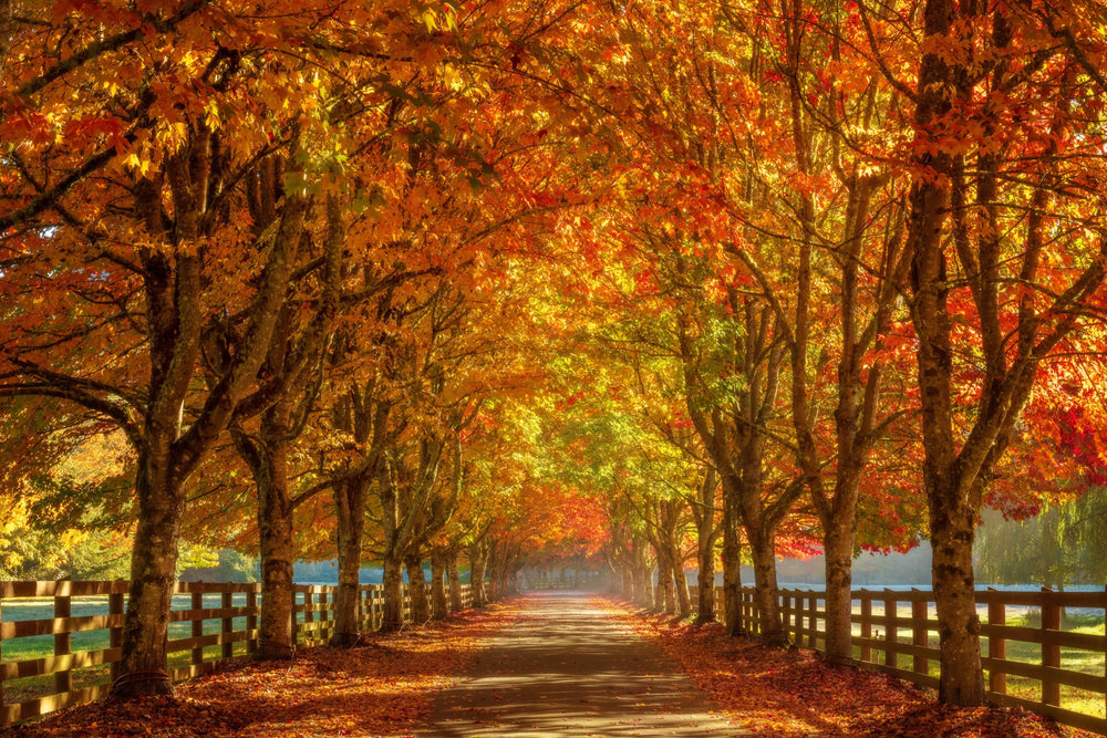 Seattle Autumn Colors fine art print preview